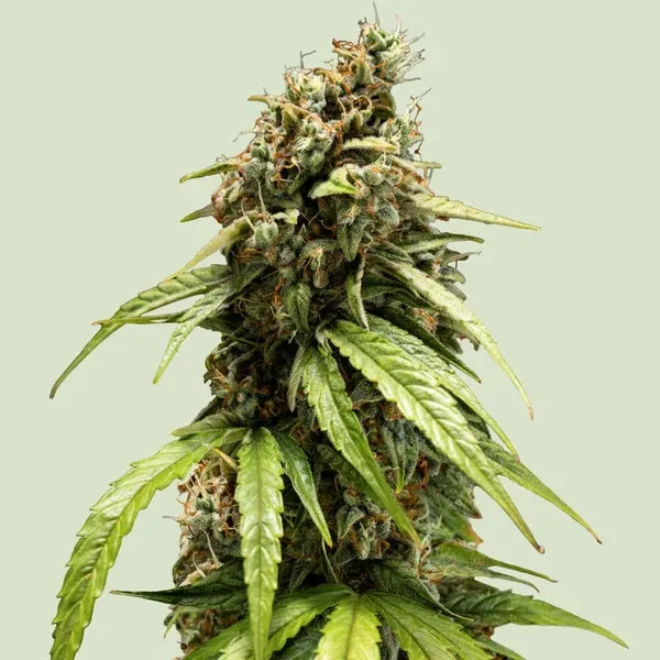Orion F1 Blue Mammoth Auto x Blue Dream x Amnesia Orion F1 Blue Mammoth Auto x Blue Dream x Amnesia
