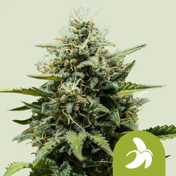 Fat Banana Auto Fat Banana x Cookies Auto Fat Banana Auto Fat Banana x Cookies Auto