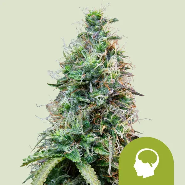Amnesia Haze Auto Amnesia x Ruderalis