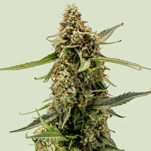 Titan F1 Blue Dream x Sugar Magnolia x Amnesia Titan F1 Blue Dream x Sugar Magnolia x Amnesia