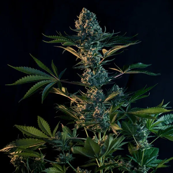 Royal Gorilla aka Gorilla Glue,/GG4 Royal Gorilla aka Gorilla Glue,/GG4