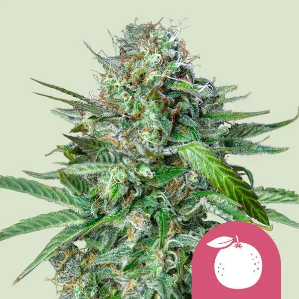 Tangie California Orange x Skunk Tangie California Orange x Skunk