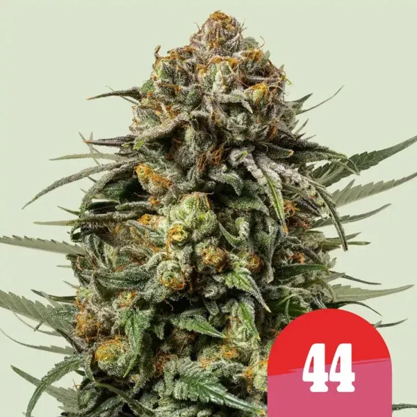 Gelato 44 Sunset Sherbet x Thin Mint Girl Scout Cookies Gelato 44 Sunset Sherbet x Thin Mint Girl Scout Cookies