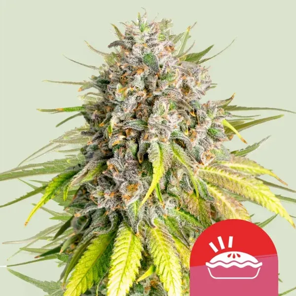 Punch Pie Purple Punch x Purple Kush Punch Pie Purple Punch x Purple Kush