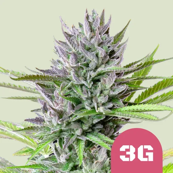 Triple G Gorilla Glue #4 x Gelato 33 Triple G Gorilla Glue #4 x Gelato 33