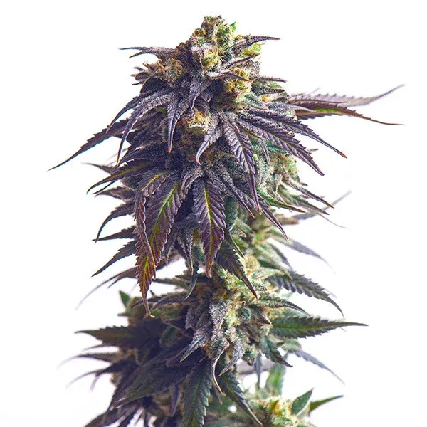 Astro Lemonade F1 Jungle Spice x Gorilla Diesel Astro Lemonade F1 Jungle Spice x Gorilla Diesel