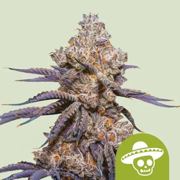 Mexican Rush Auto Mexican Rush Auto