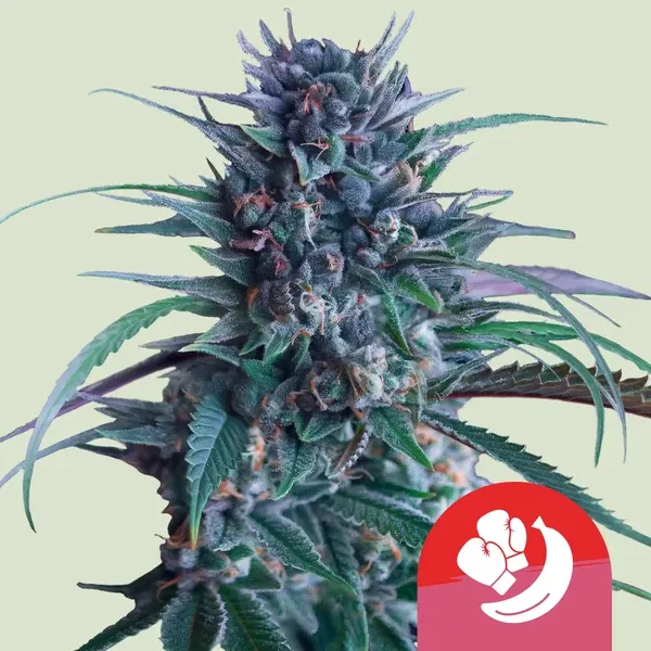 Banana Brawler Gelatti x Blue Power Banana Brawler Gelatti x Blue Power