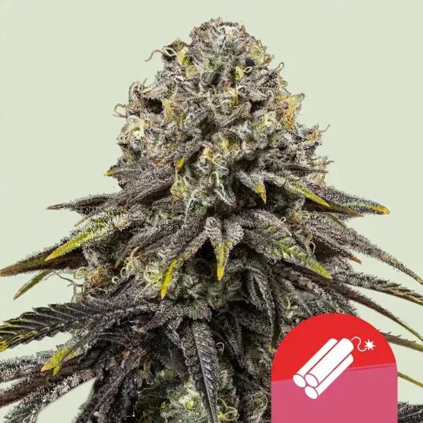 Dynamite Diesel Sour Diesel x Skywalker OG Dynamite Diesel Sour Diesel x Skywalker OG