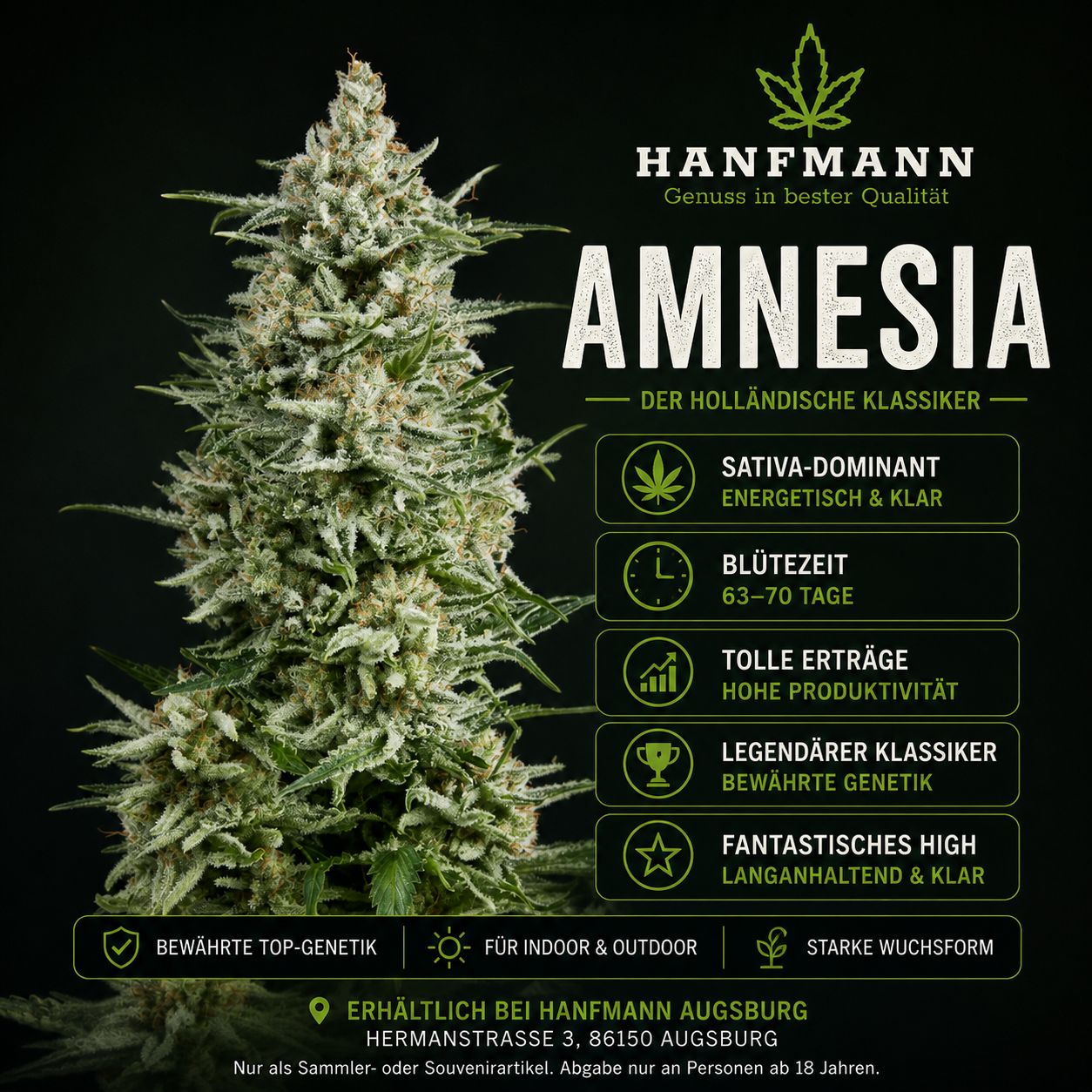 ? Amnesia Hanfsamen 3 Stück ? Amnesia Hanfsamen 3 Stück