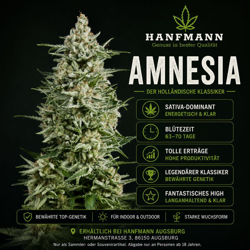 ? Amnesia Hanfsamen 3 Stück