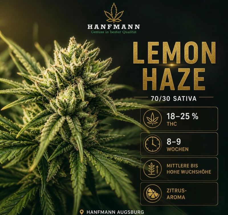 ? Lemon Haze – fruchtig, frisch & sativa-dominant 3 stück ? Lemon Haze – fruchtig, frisch & sativa-dominant 3 stück