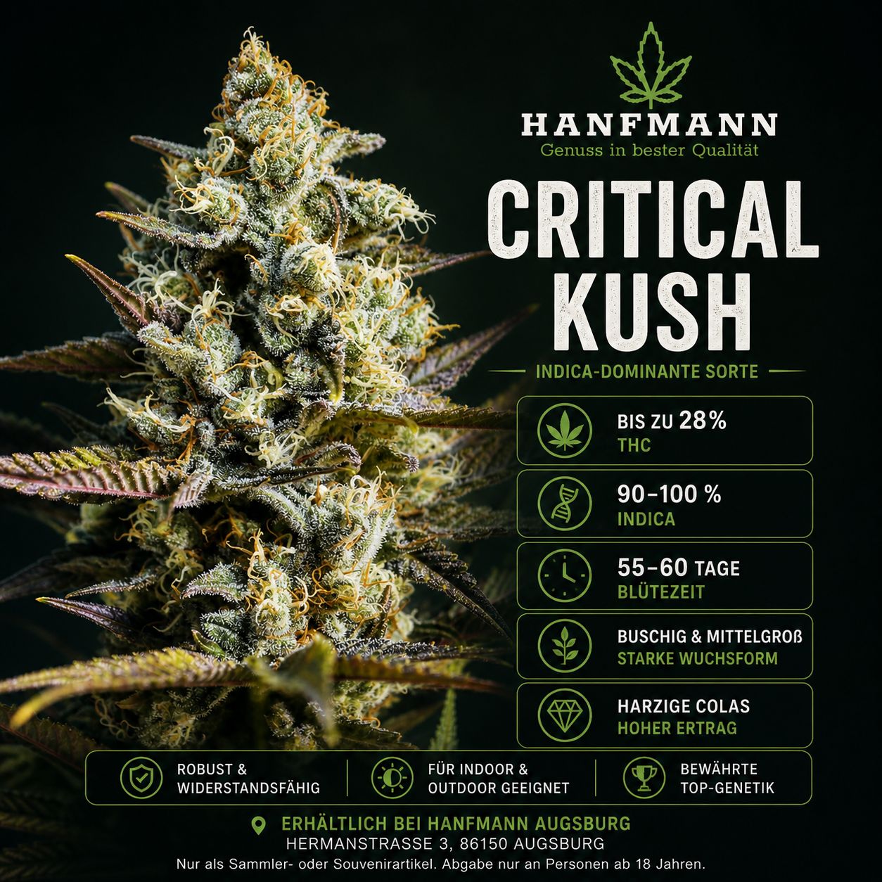 Critical Kush Hanfsamen 3 Stück