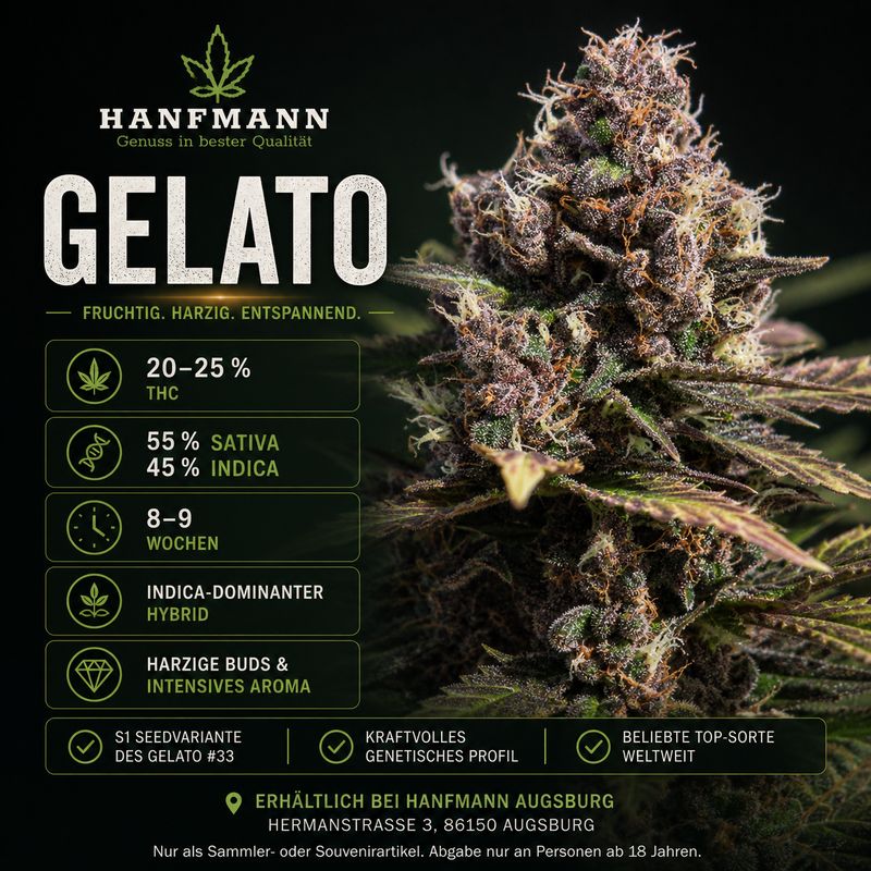 Gelato Hanfsamen 3 Samen Gelato Hanfsamen 3 Samen