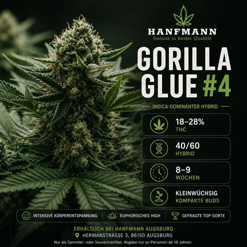 Gorilla Glue #4 Hanfsamen 3 Stück Gorilla Glue #4 Hanfsamen 3 Stück