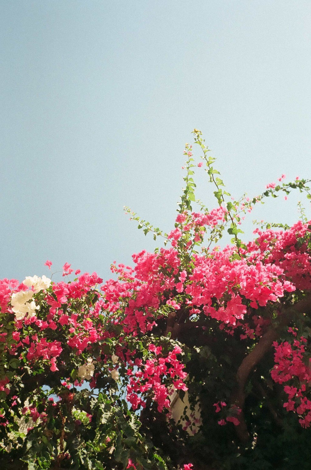SUMMER No.2