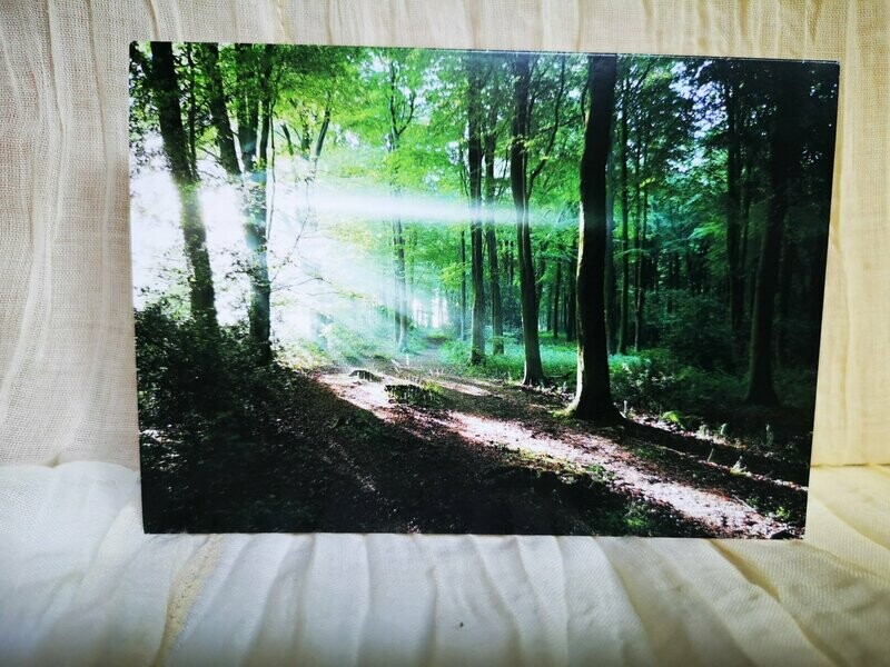 Woodland sunbeams card