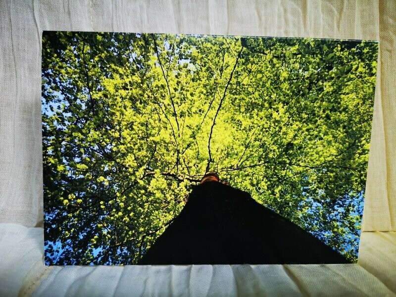 Sun through leaves card
