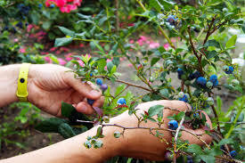 Income-producing blueberry bushes, (Per Month)