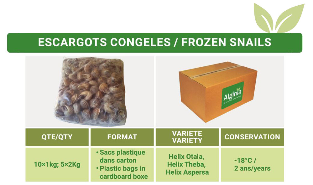 FROZEN SNAILS