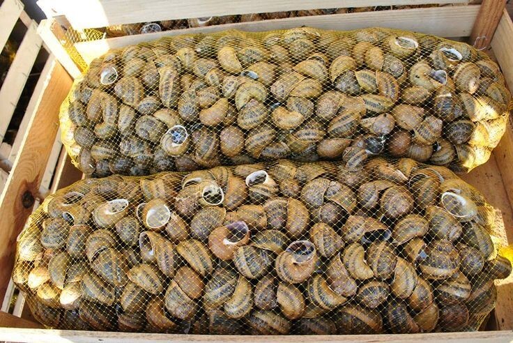 Helix Aspersa muller