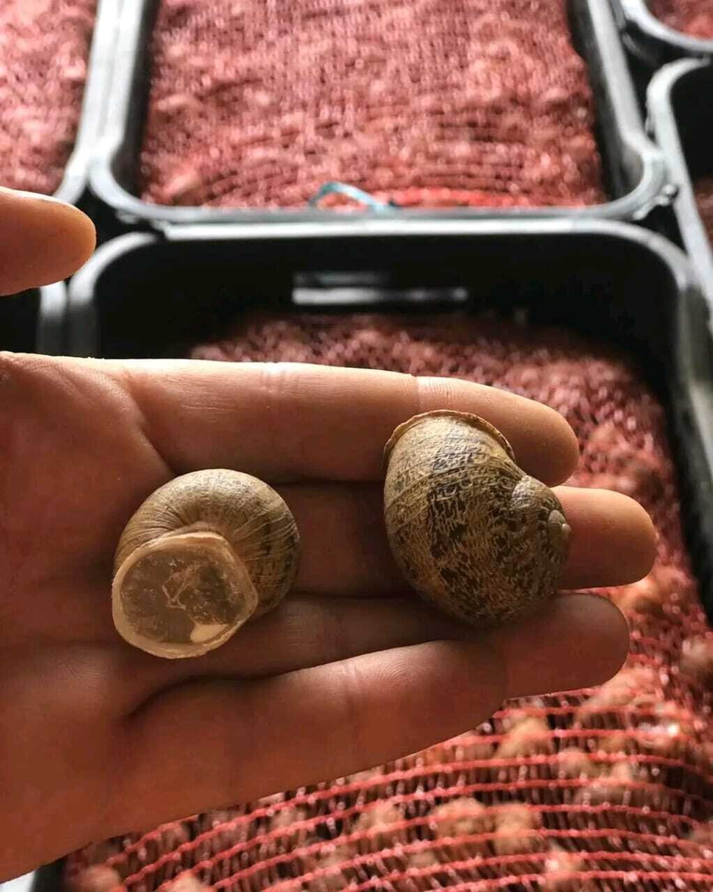 helix aspersa muller