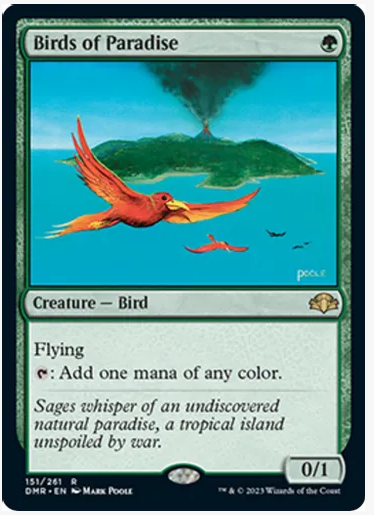 Birds of Paradise