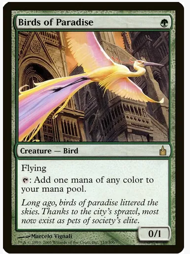 Birds of Paradise