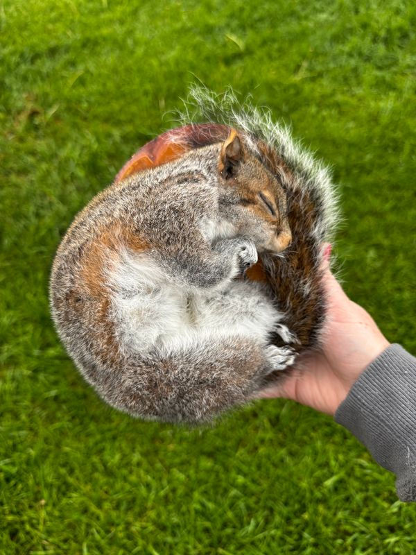 OOAK Sleeping squirrel taxidermy