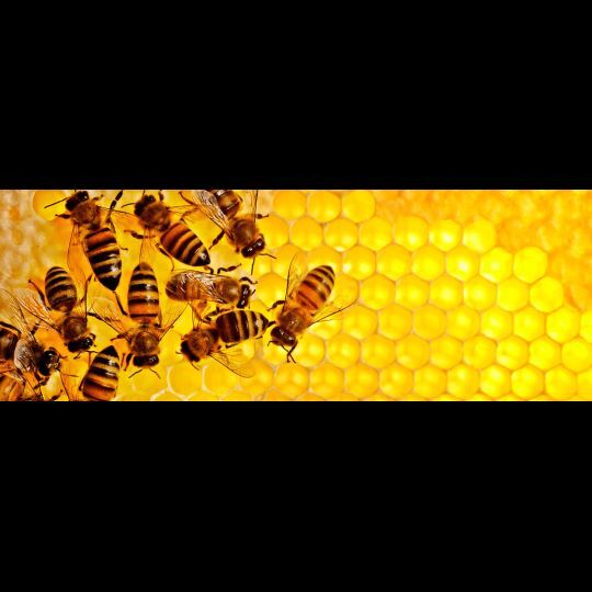 Coffret duo baume pour les lèvres au miel - 2X 4,25 g