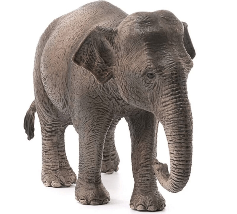 Schleich Elefante Asiatico Femmina