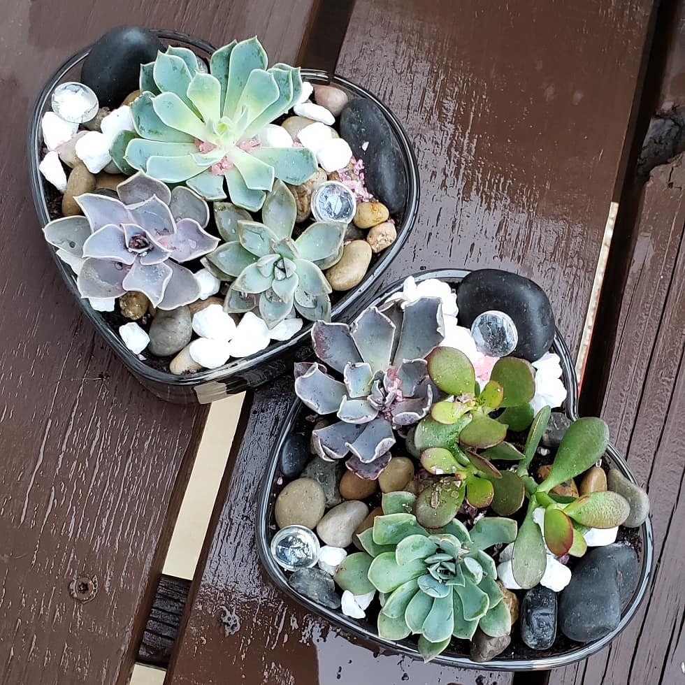 Beautiful Heart Shaped Glass Succulent Arrangement Planter