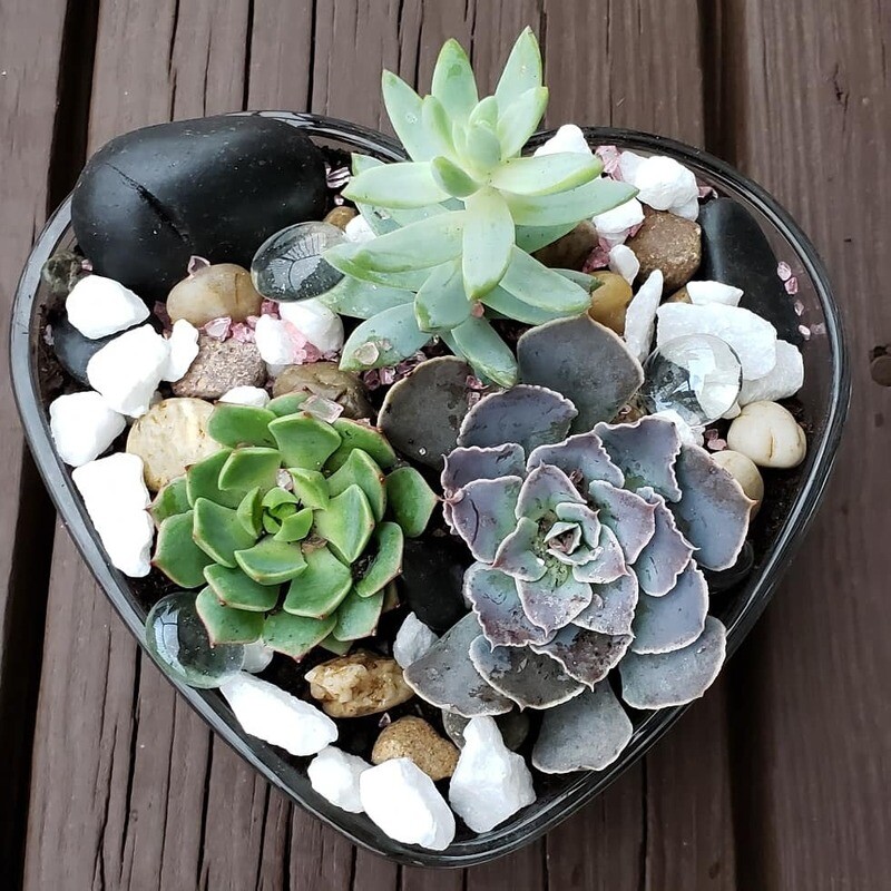 Beautiful Heart Shaped Glass Succulent Arrangement Planter