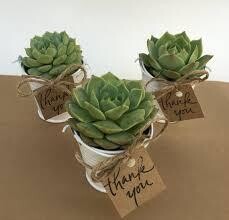 Favor Tin / Terracota Pot