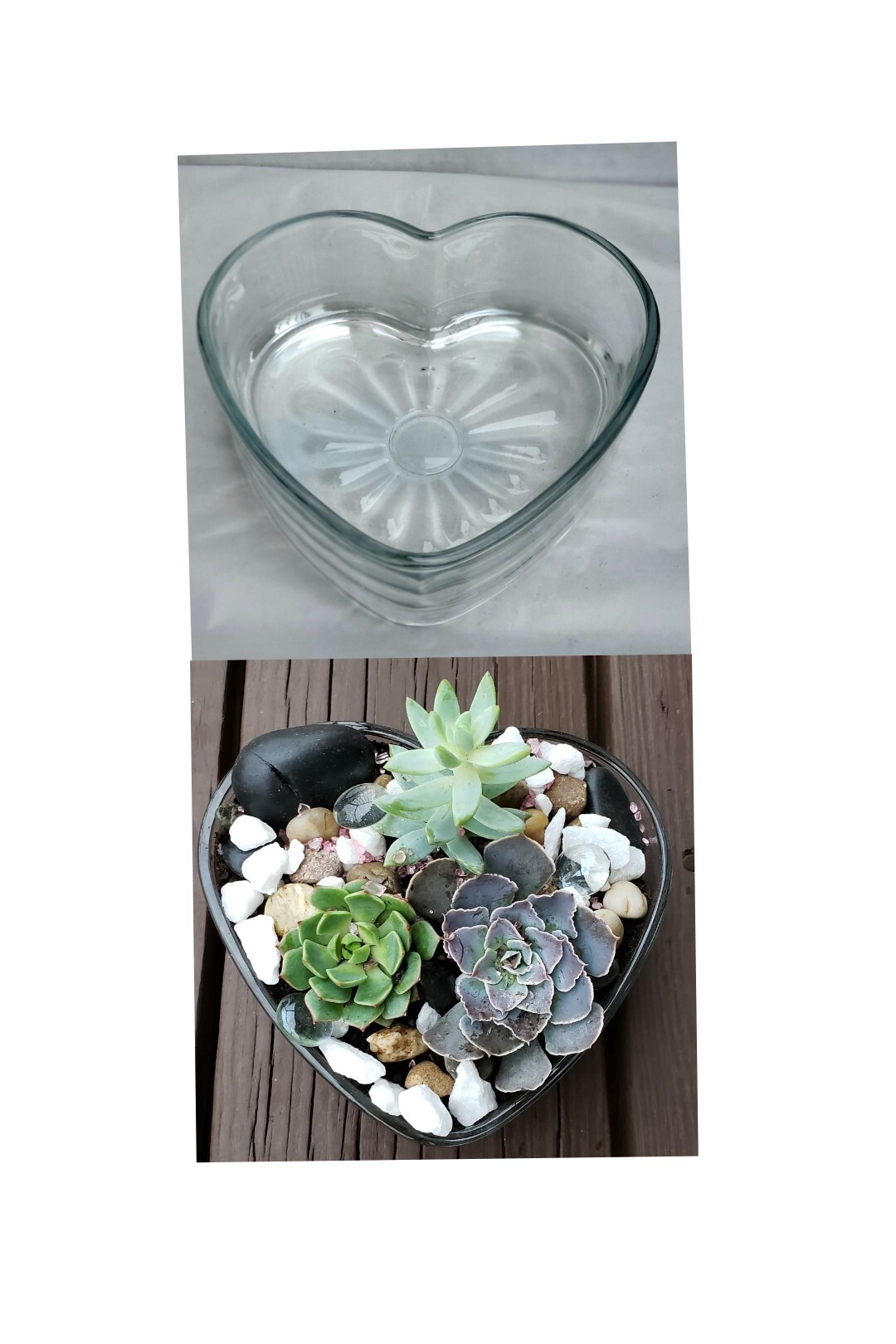 Terrarium DIY Kits to Go!