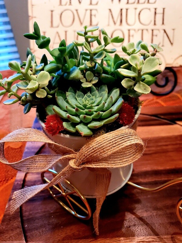 Succulent Bicycle