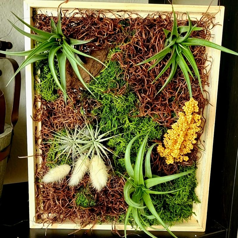 08/24/2025 - 2 p.m.  AirPlant Wall at Fortunata Winery - Aubrey, TX!