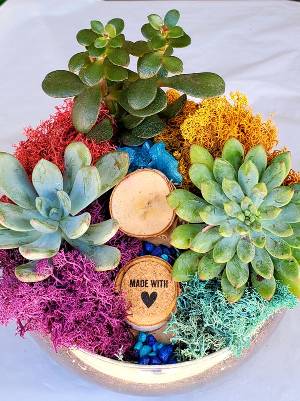 07/20/2025 Succulent Terrarium Fun at Tande Thai - The Colony, TX - 3 p.m.!
