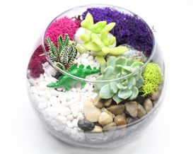 08/20/25  Succulent Terrarium Workshop - Dallas Downtown ! 7 p.m.