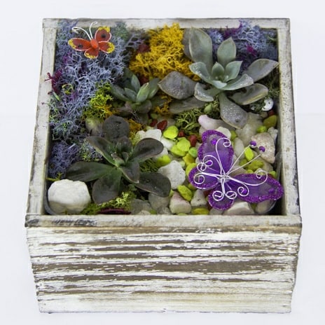 02/27/26 6:30 p.m. - Spring Succulent Terrarium Workshop  ***PRIVATE EVENT FOR THE WINDSONG RANCH COMMUNITY RESIDENTS***