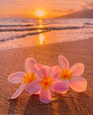 MALIBU Collection
