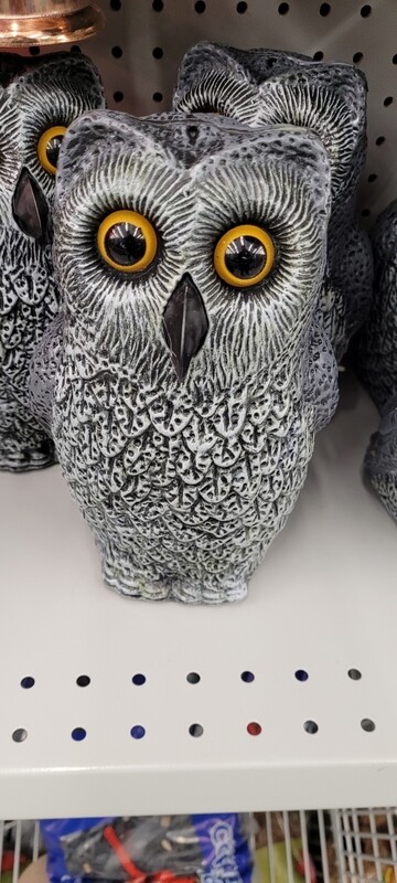 Gaden owl