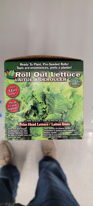 Role out lettuce seeds