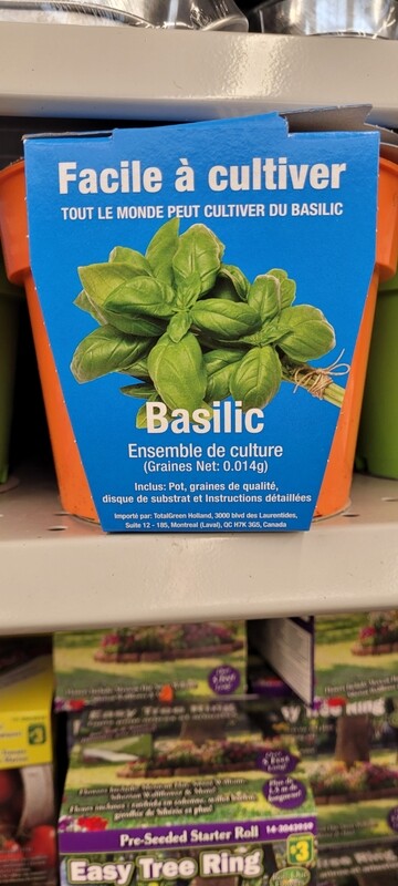 Basil easy to grow pot