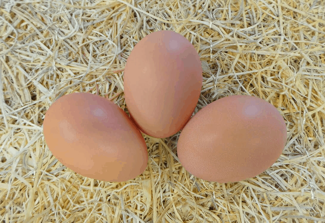 Оплодени кокоши яйца - 2лв