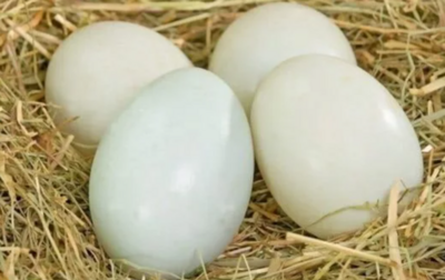 Оплодени патешки яйца