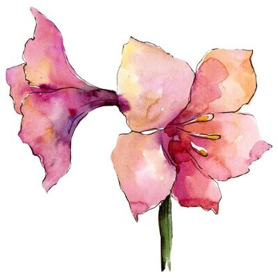 Amaryllis Series