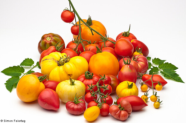 Solarino Tomatoes (Red/Black/Yellow)