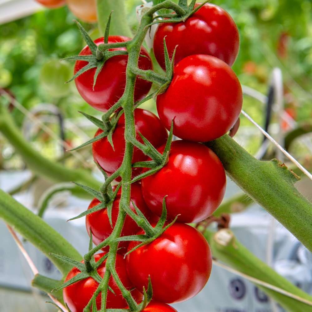 SPECIALTY TOMATOES - Red Cherry Tomatoes on Vine