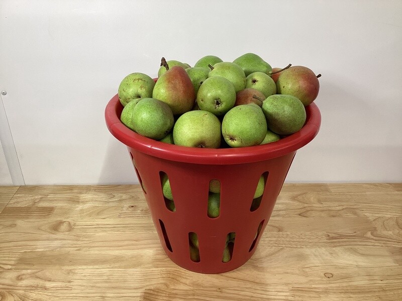 Flemish Beauty Pears - 1/2 Bushels
